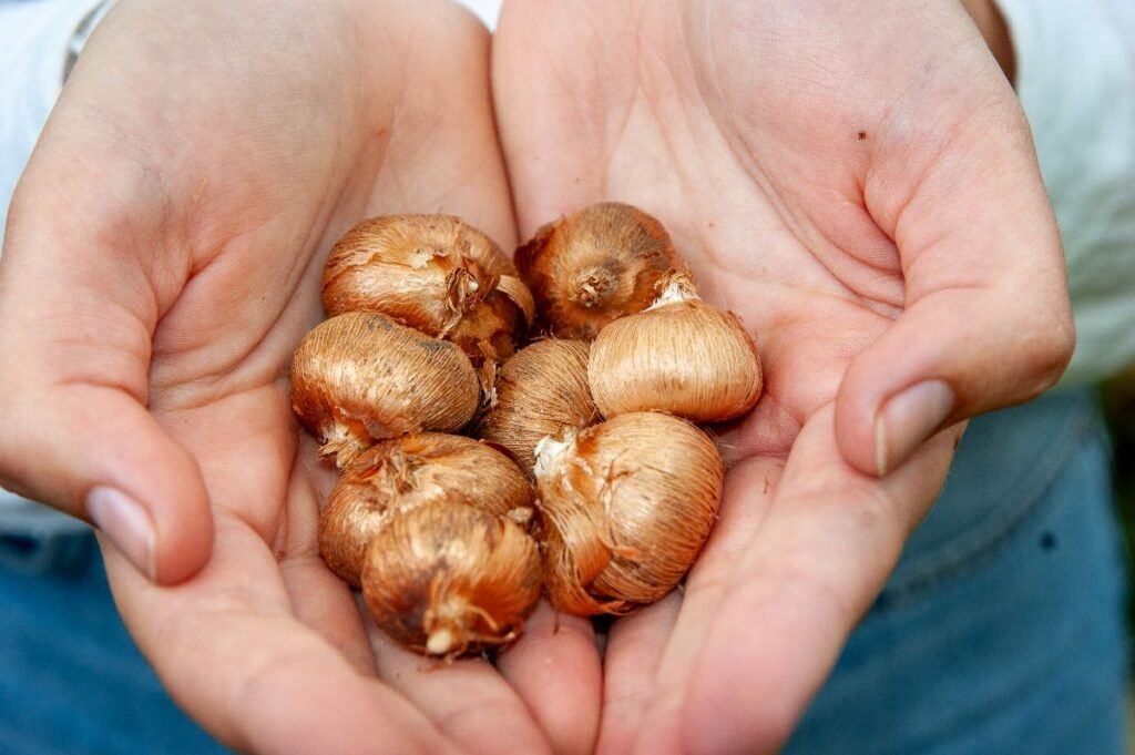 Duizenden biologische bloembollen geplant tijdens Nationaal Bloembollenweekend 2025