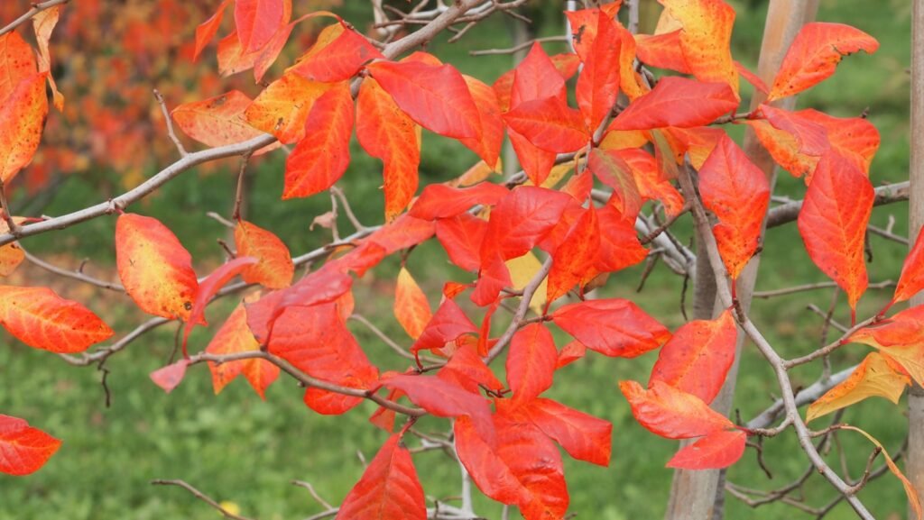 Nyssa Sylvatica, boom van het jaar
