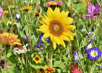 Eerste artikel de Groene Tijd (sierteelt)