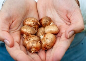 Duizenden biologische bloembollen geplant tijdens Nationaal Bloembollenweekend 2025