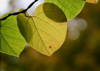 Veredeling de Groene Tijd